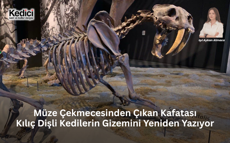 Müze Çekmecesinden Çıkan Kafatası Kılıç Dişli Kedilerin Gizemini Yeniden Yazıyor