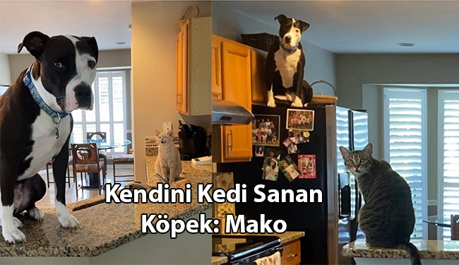 Kendini Kedi Sanan Köpek: Mako – Doğa Şimşek