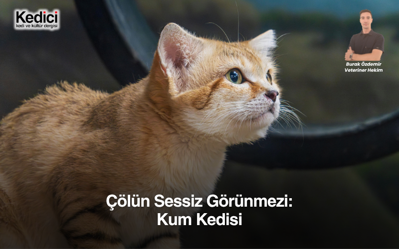 Çölün Sessiz Görünmezi: Kum Kedisi
