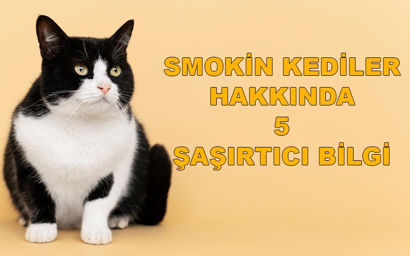 Smokin Kediler Hakkında 5 Şaşırtıcı Bilgi