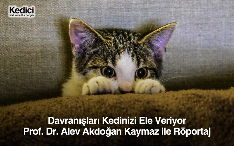 Davranışları Kedinizi Ele Veriyor   Prof. Dr. Alev Akdoğan Kaymaz ile Röportaj