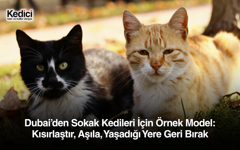 Dubai’den Sokak Kedileri İçin Örnek Model: Kısırlaştır, Aşıla, Yaşadığı Yere Geri Bırak
