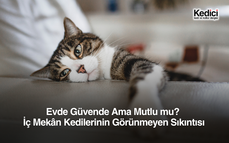 Evde Güvende Ama Mutlu mu?
İç Mekân Kedilerinin Görünmeyen Sıkıntısı