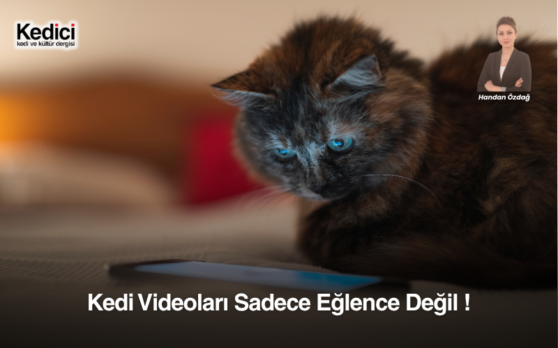 Kedi Videoları Sadece Eğlence Değil !