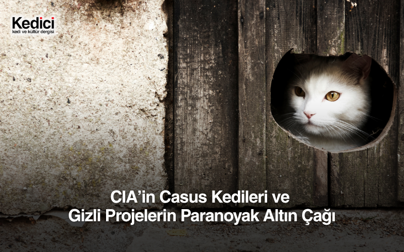 CIA’in Casus Kedileri ve Gizli Projelerin Paranoyak Altın Çağı