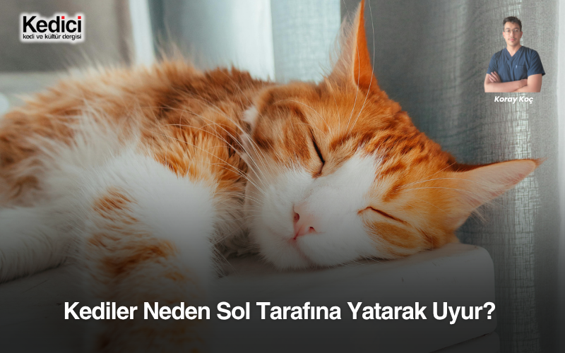 Kediler Neden Sol Tarafına Yatarak Uyur? 