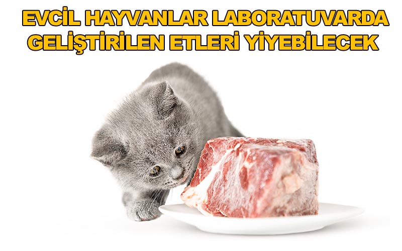 Evcil Hayvanlar Laboratuvarda Geliştirilen Etleri Yiyebilecek