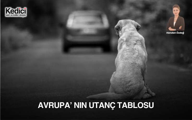 AVRUPA’ NIN UTANÇ TABLOSU