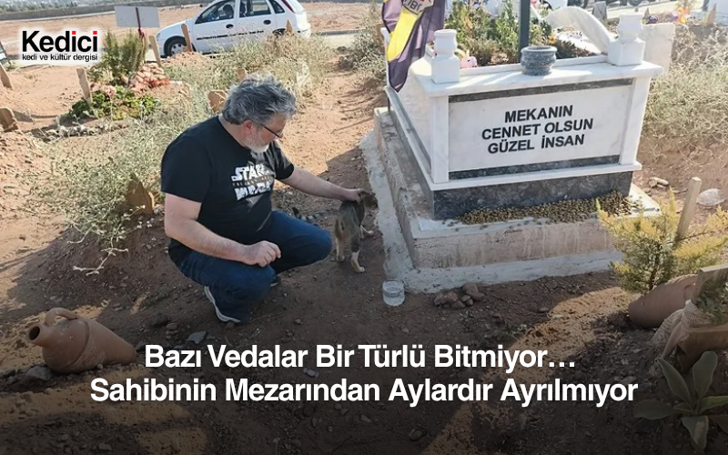 Bazı Vedalar Bir Türlü Bitmiyor…  Sahibinin Mezarından Aylardır Ayrılmıyor