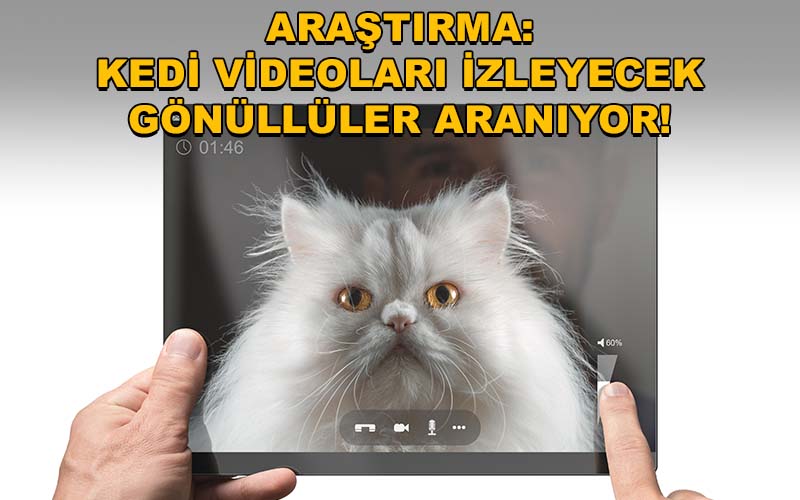 Araştırma: Kedi Videoları İzleyecek Gönüllüler Aranıyor!
