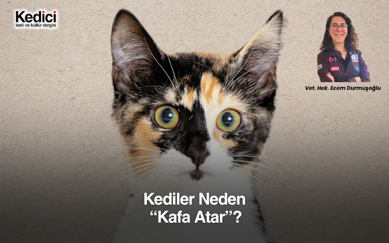 Kediler Neden “Kafaya Atar”?