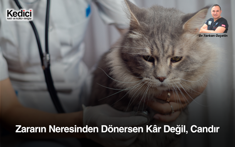 Zararın Neresinden Dönersen Kâr Değil, Candır