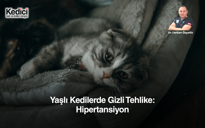 Yaşlı Kedilerde Gizli Tehlike: Hipertansiyon
