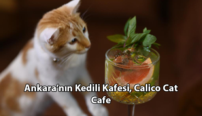 Ankara'da Kedicilerin Kedilerle Buluşma Mekanı, Calico Cat Cafe - Doğa Şimşek