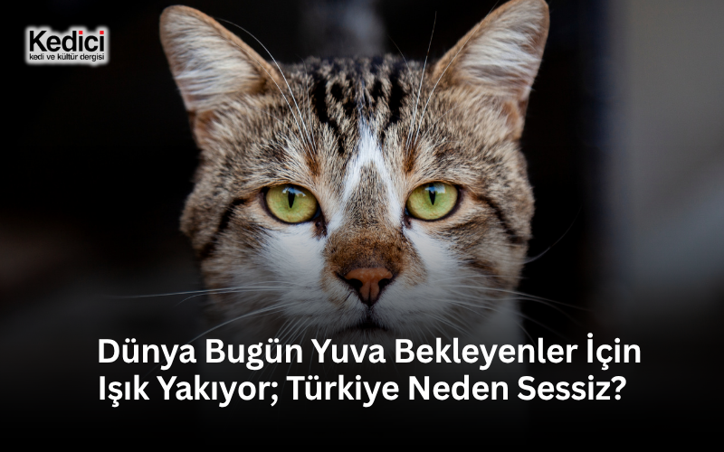 Dünya Bugün Yuva Bekleyenler İçin Işık Yakıyor; Türkiye Neden Sessiz?