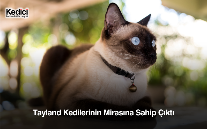 Tayland Kedilerinin Mirasına Sahip Çıktı