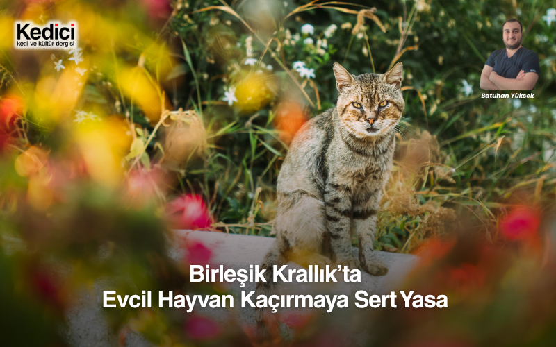 Birleşik Krallık’ta Evcil Hayvan Kaçırmaya Sert Yasa 
