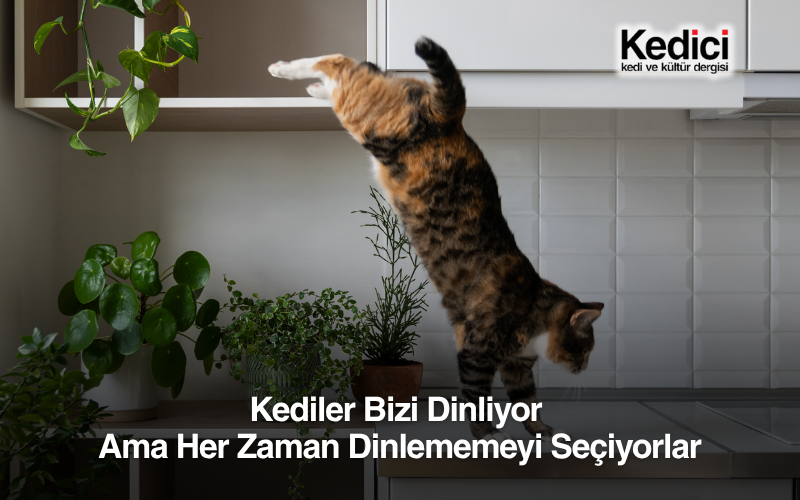 Kediler Bizi Dinliyor Ama Her Zaman Dinlememeyi Seçiyorlar