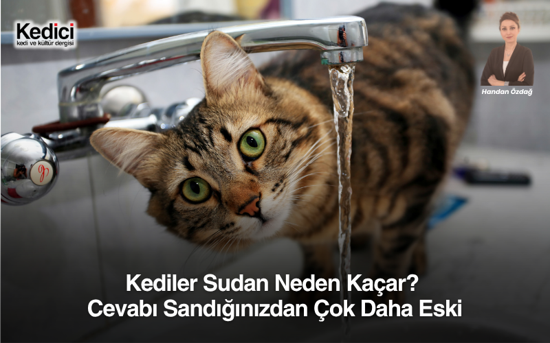 Kediler Sudan Neden Kaçar? Cevabı Sandığınızdan Çok Daha Eski
