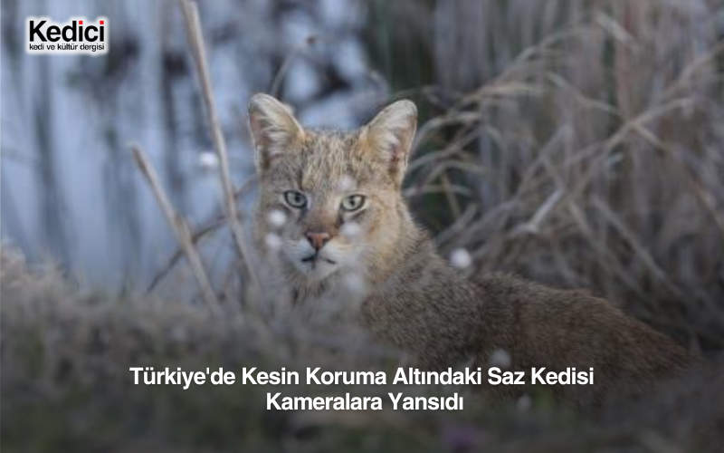 Türkiye'de Kesin Koruma Altındaki Saz Kedisi Kameralara Yansıdı
