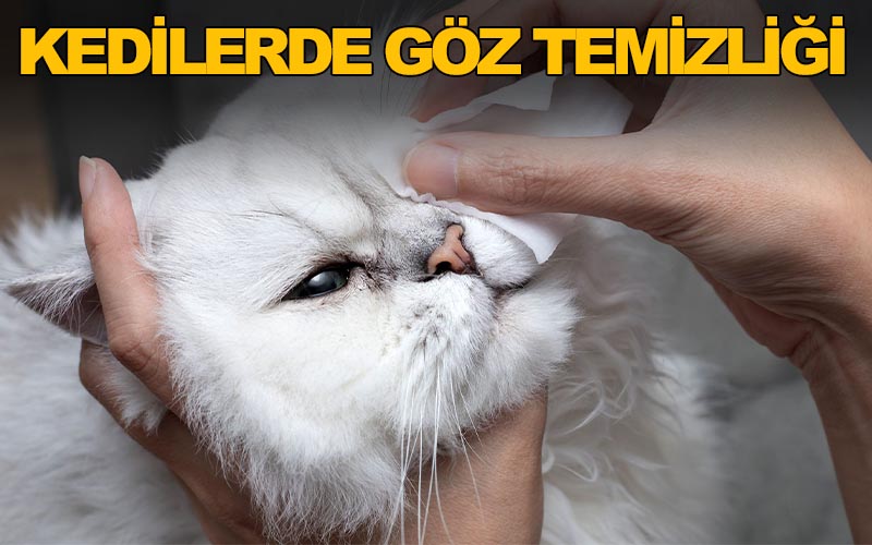 Kedilerde Göz Temizliği - Sena Aydoğan