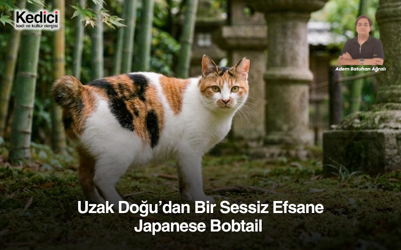 Uzak Doğu’dan Bir Sessiz Efsane: Japanese Bobtail 