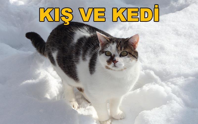 Kış ve Kedi - Ahmet Özcan