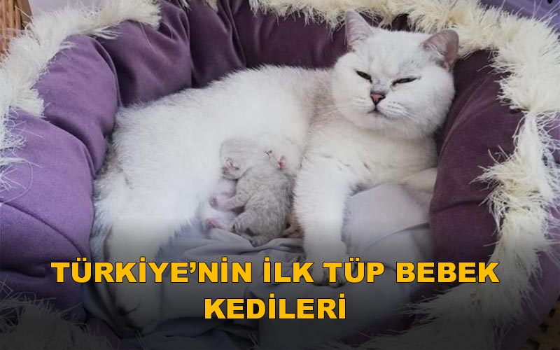 Türkiye’nin İlk Tüp Bebek Kedileri