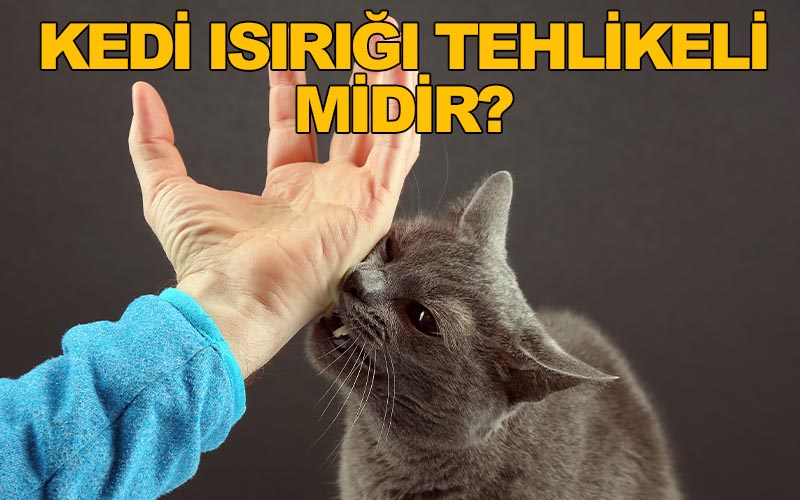 Kedi Isırığı Tehlikeli Midir? - Süleyman Seringen
