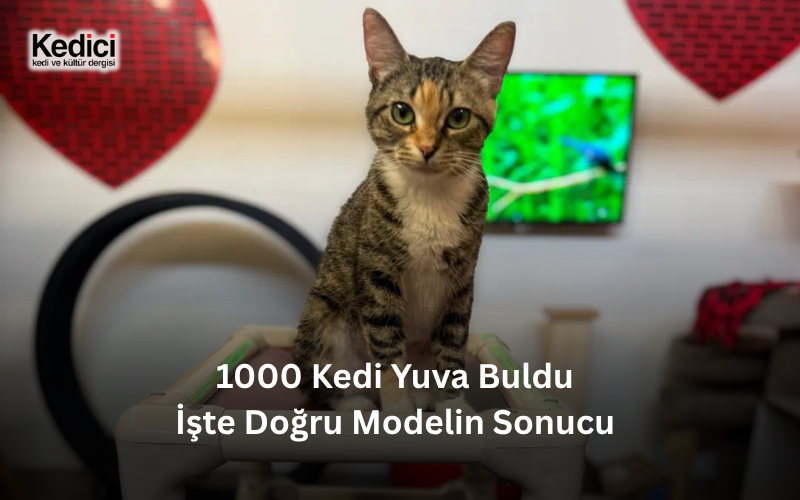 1000 Kedi Yuva Buldu İşte Doğru Modelin Sonucu