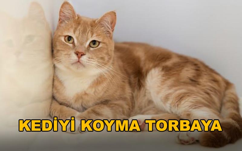 Kediyi Koyma Torbaya - Mehmet Aycı 