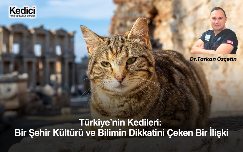 Türkiye’nin Kedileri: Bir Şehir Kültürü ve Bilimin Dikkatini Çeken Bir İlişki