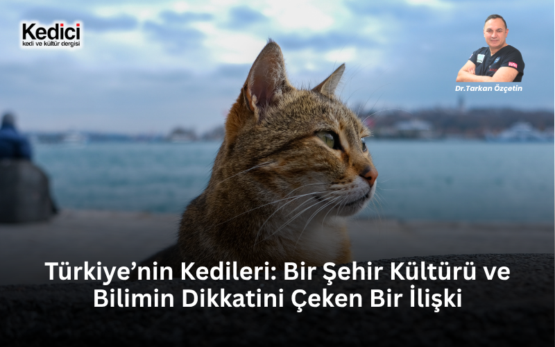 Türkiye’nin Kedileri: Bir Şehir Kültürü ve Bilimin Dikkatini Çeken Bir İlişki