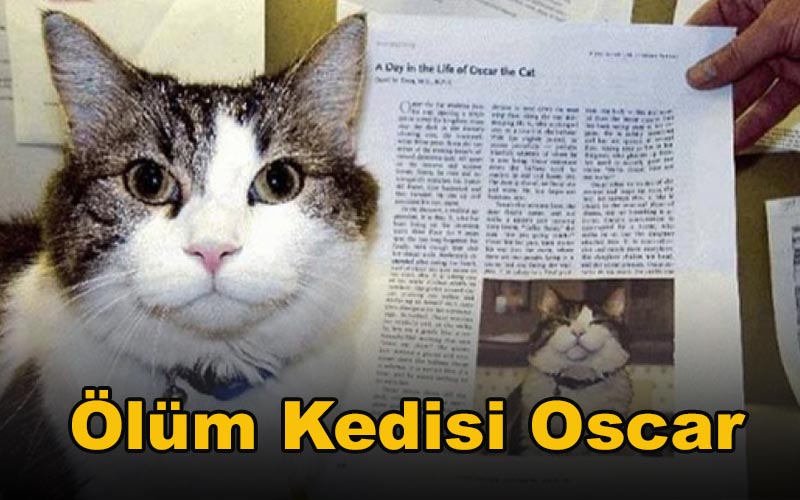 Ölüm Kedisi Oscar - Alp Akoğlu 