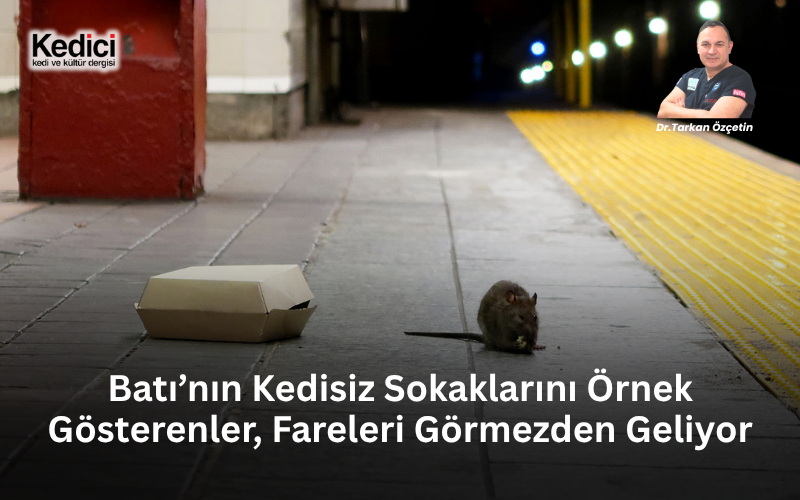 Batı’nın Kedisiz Sokaklarını Örnek Gösterenler, Fareleri Görmezden Geliyor