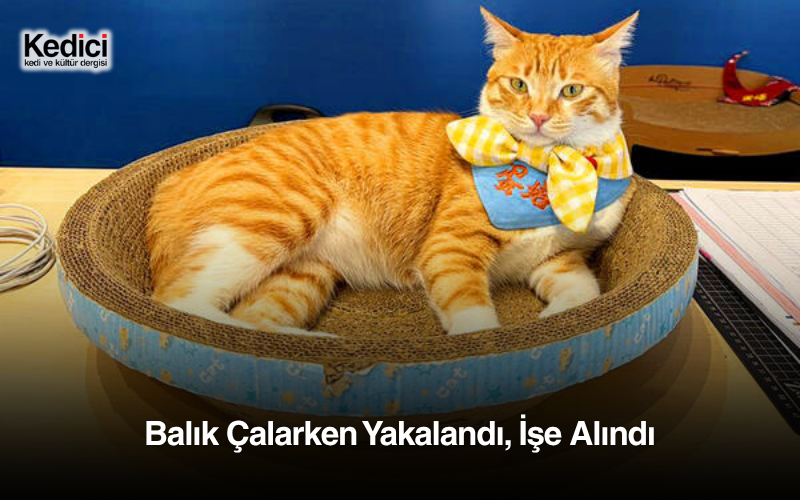 Balık Çalarken Yakalandı, İşe Alındı
