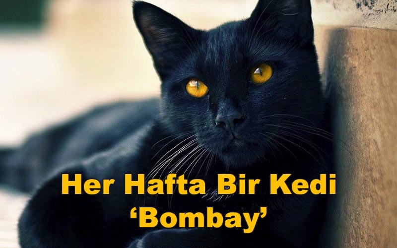 Her Hafta Bir Kedi ‘Bombay’