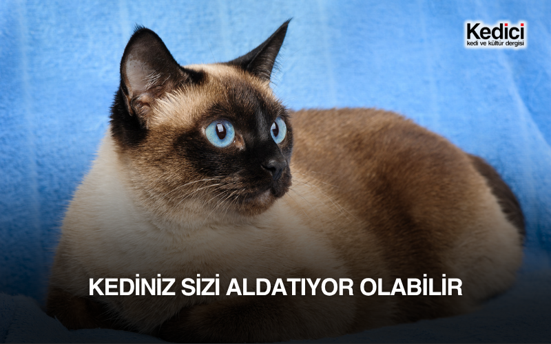 KEDİNİZ SİZİ ALDATIYOR OLABİLİR