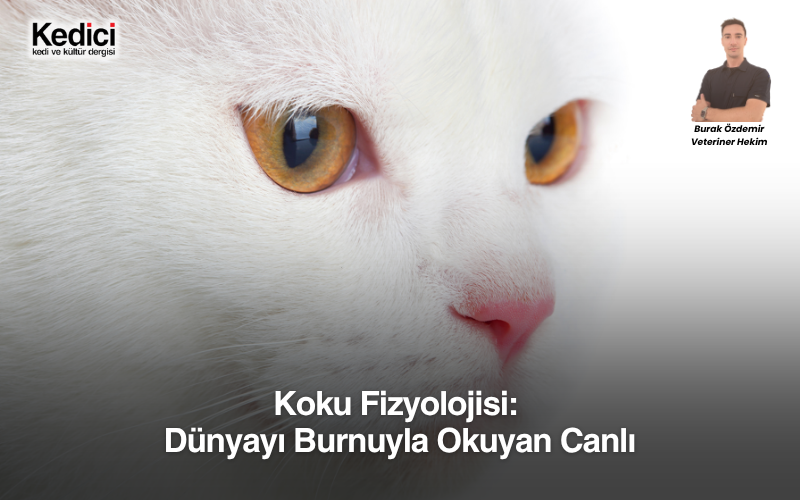 Koku Fizyolojisi: Dünyayı Burnuyla Okuyan Canlı

