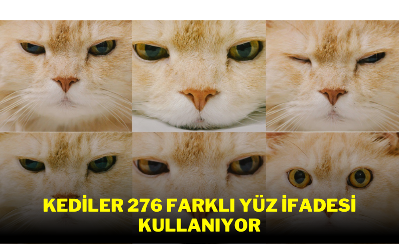 Kediler 276 farklı yüz ifadesi kullanıyor