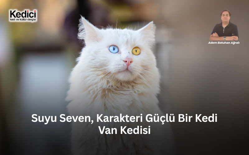 Suyu Seven, Karakteri Güçlü Bir Kedi: Van Kedisi