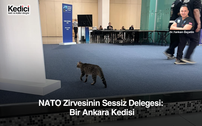 NATO Zirvesinin Sessiz Delegesi: Bir Ankara Kedisi