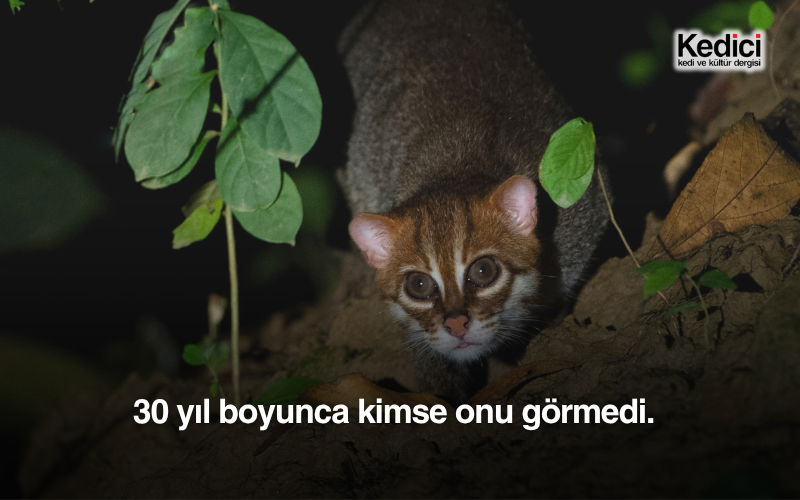 30 yıl boyunca kimse onu görmedi.