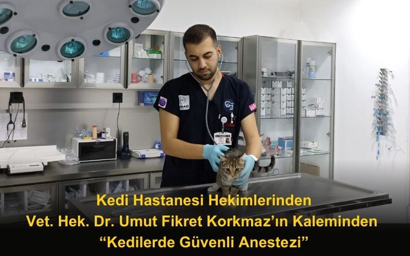 Kedi Hastanesi Hekimlerinden
Vet. Hek. Dr. Umut Fikret Korkmaz’ın Kaleminden 
“Kedilerde Güvenli Anestezi”