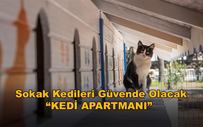 Sokak Kedileri Güvende Olacak: “Kedi Apartmanı”