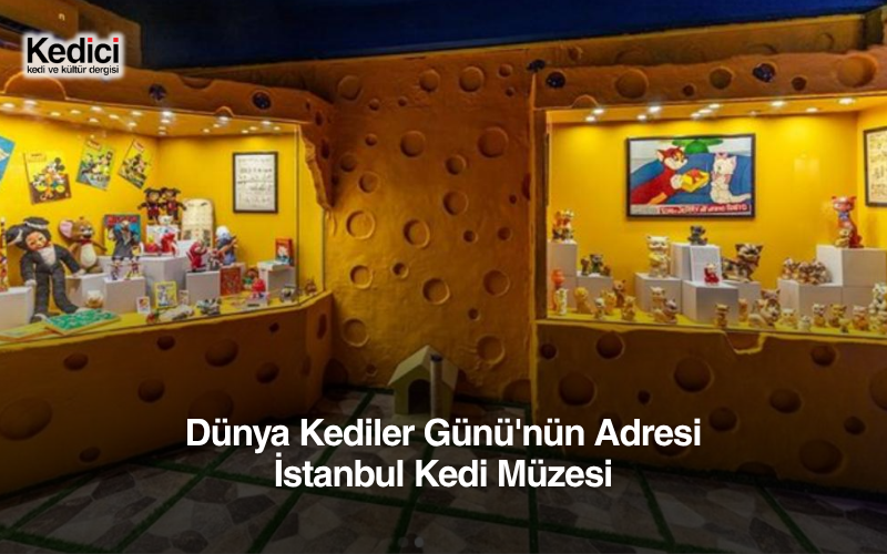 Dünya Kediler Günü'nün Adresi İstanbul Kedi Müzesi