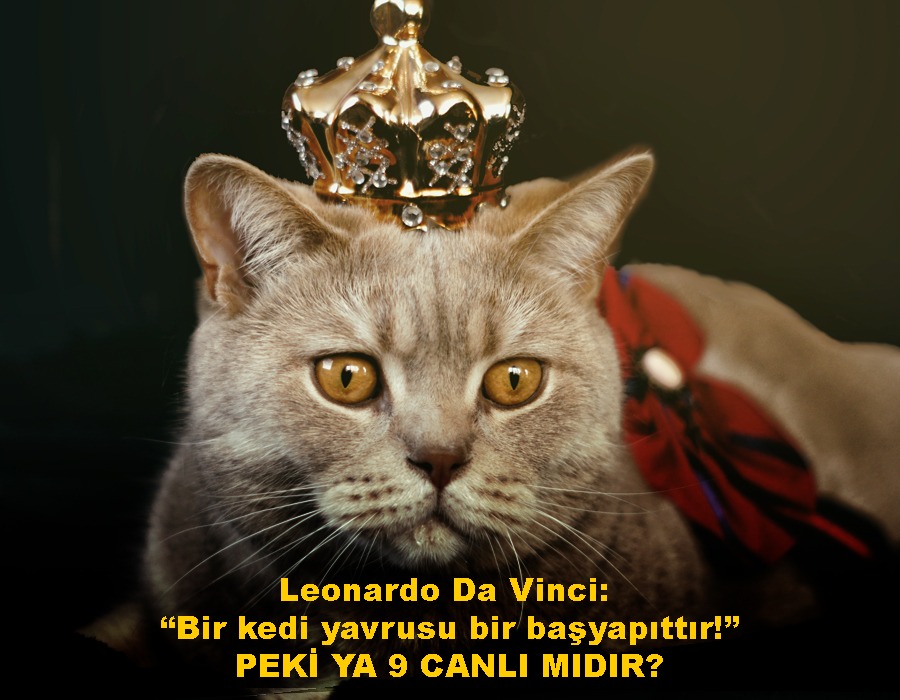 Leonardo Da Vinci, “Bir kedi yavrusu bir başyapıttır!” 
PEKİ YA 9 CANLI MIDIR?