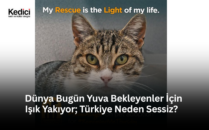 Dünya Bugün Yuva Bekleyenler İçin Işık Yakıyor; Türkiye Neden Sessiz?