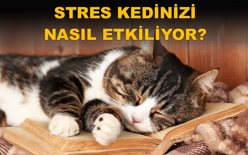 Stres Kedinizi Nasıl Etkiliyor? - Yasemin Ozan Ertuğrul
