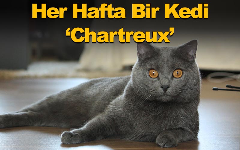 Her Hafta Bir Kedi ‘Chartreux’